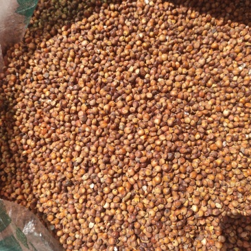 阿根廷小红高粱