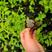 溲疏草莓田也叫山梅花用于绿化接受零下二十五全国都发