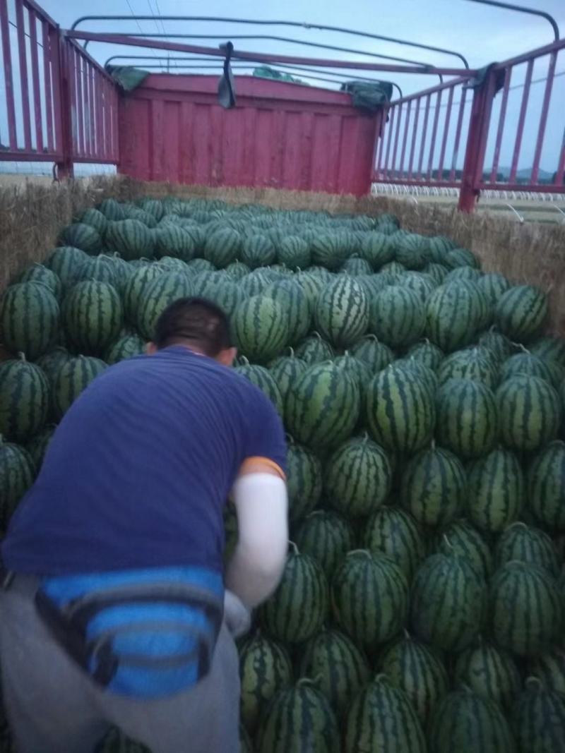 泗水大棚甜王西瓜大量上市，优选品质欢迎各地客商产地看货