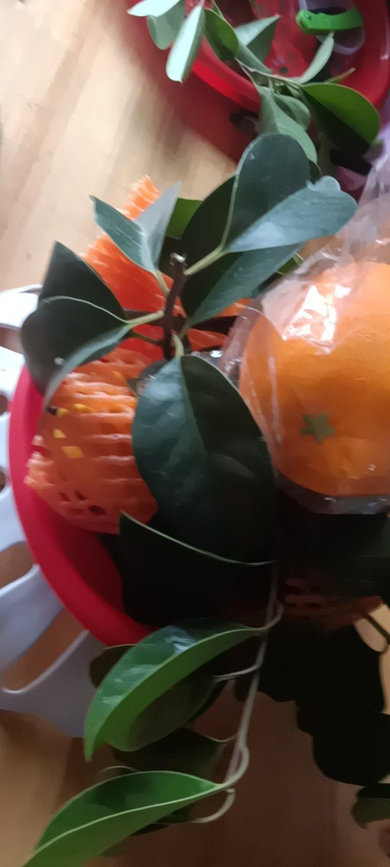 伦晚橙来自农民自种的的现摘现发，9一10斤为—件包邮。