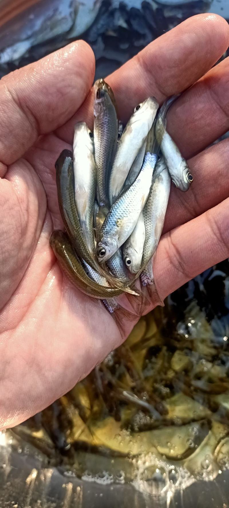 土鲮鱼苗麦鲮鱼苗泰鲮鱼苗饵料鱼饵料水花鲮鱼水花