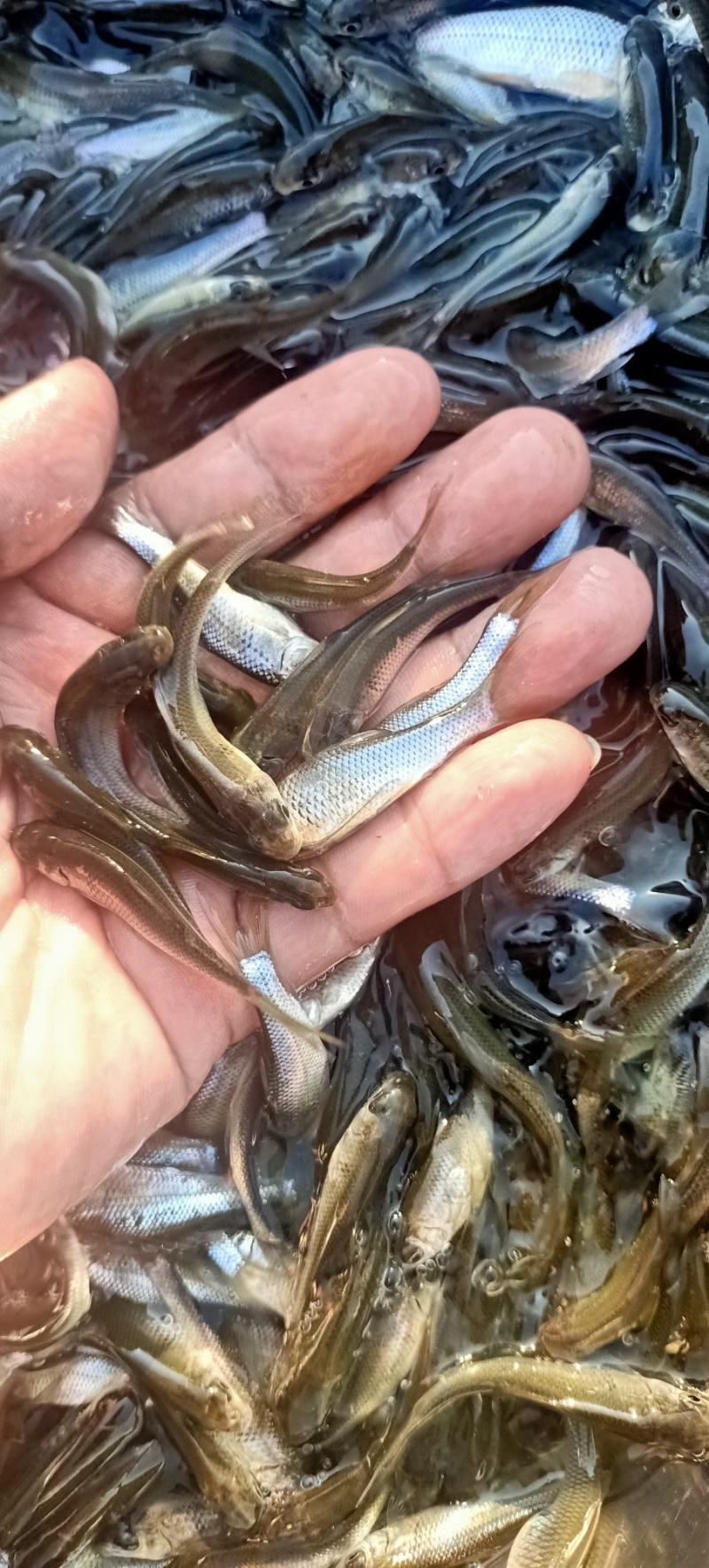 土鲮鱼苗麦鲮鱼苗泰鲮鱼苗饵料鱼饵料水花鲮鱼水花