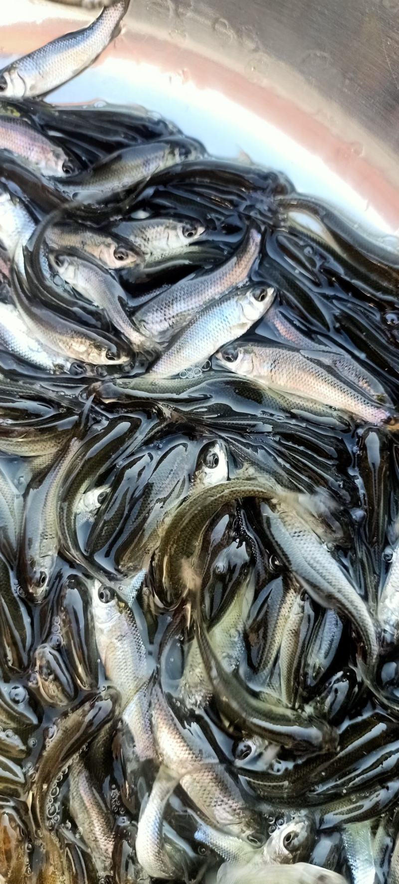 土鲮鱼苗麦鲮鱼苗泰鲮鱼苗饵料鱼饵料水花鲮鱼水花