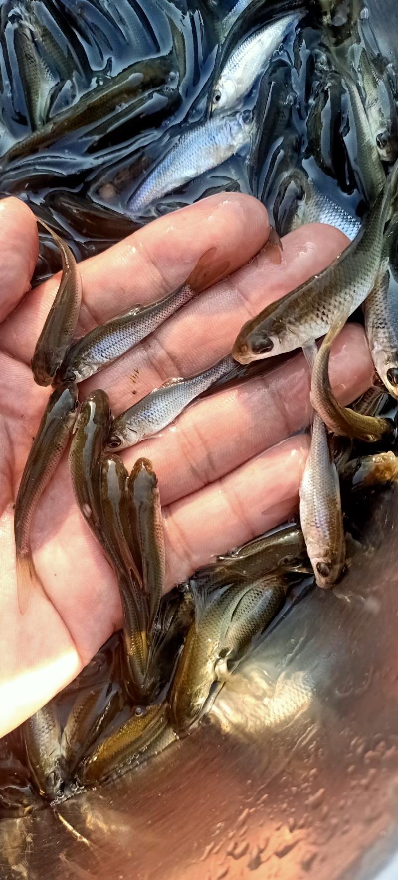 土鲮鱼苗麦鲮鱼苗泰鲮鱼苗饵料鱼饵料水花鲮鱼水花