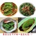 神仙豆腐干粉正宗观音树叶即食绿凉粉专用凉菜野菜新鲜斑鸠叶