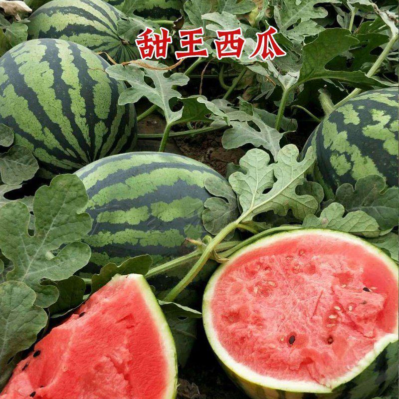 泗水大棚甜王西瓜大量上市，优选品质欢迎各地客商产地看货