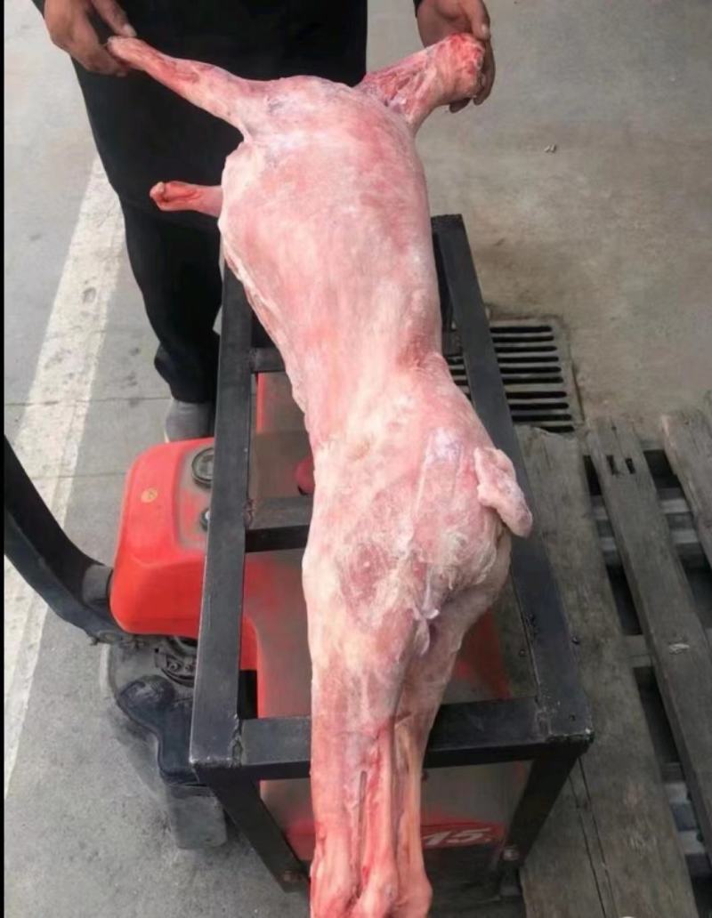 白条羊国产小全羊，纯干不调理，单只重量10-35斤左右