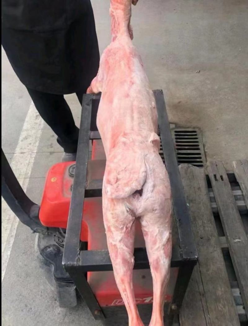 白条羊国产小全羊，纯干不调理，单只重量10-35斤左右