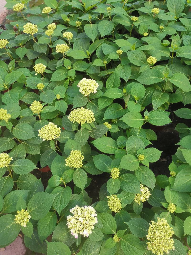无尽夏绣球花，两年苗