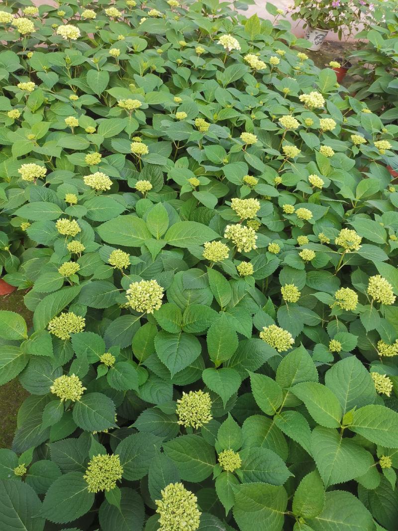 无尽夏绣球花，两年苗