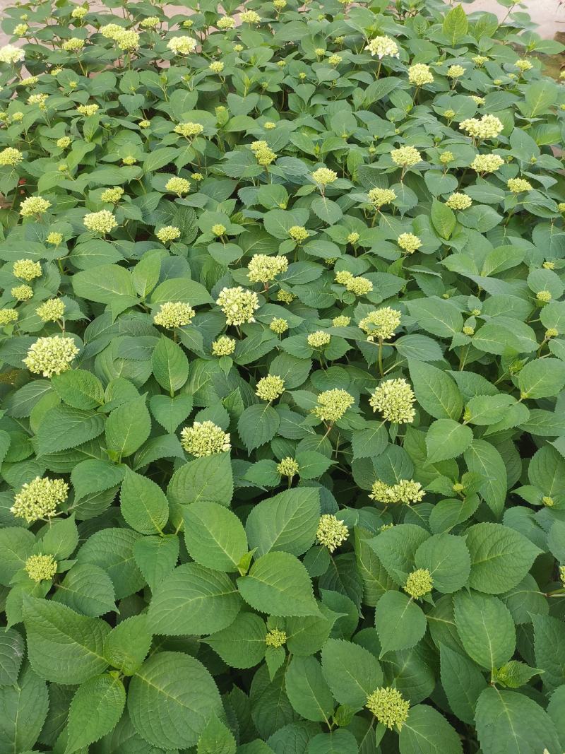 无尽夏绣球花，两年苗