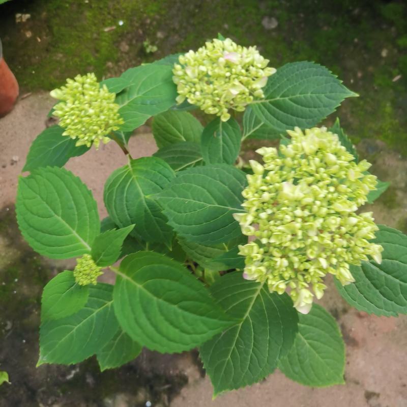 无尽夏绣球花，两年苗