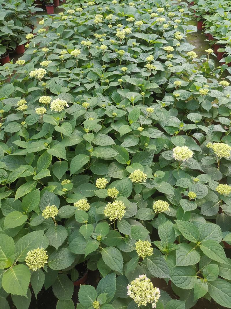 无尽夏绣球花，两年苗
