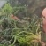 常年稳定供应整柱荠菜脱水蔬菜起发芥菜包子馅水饺馅