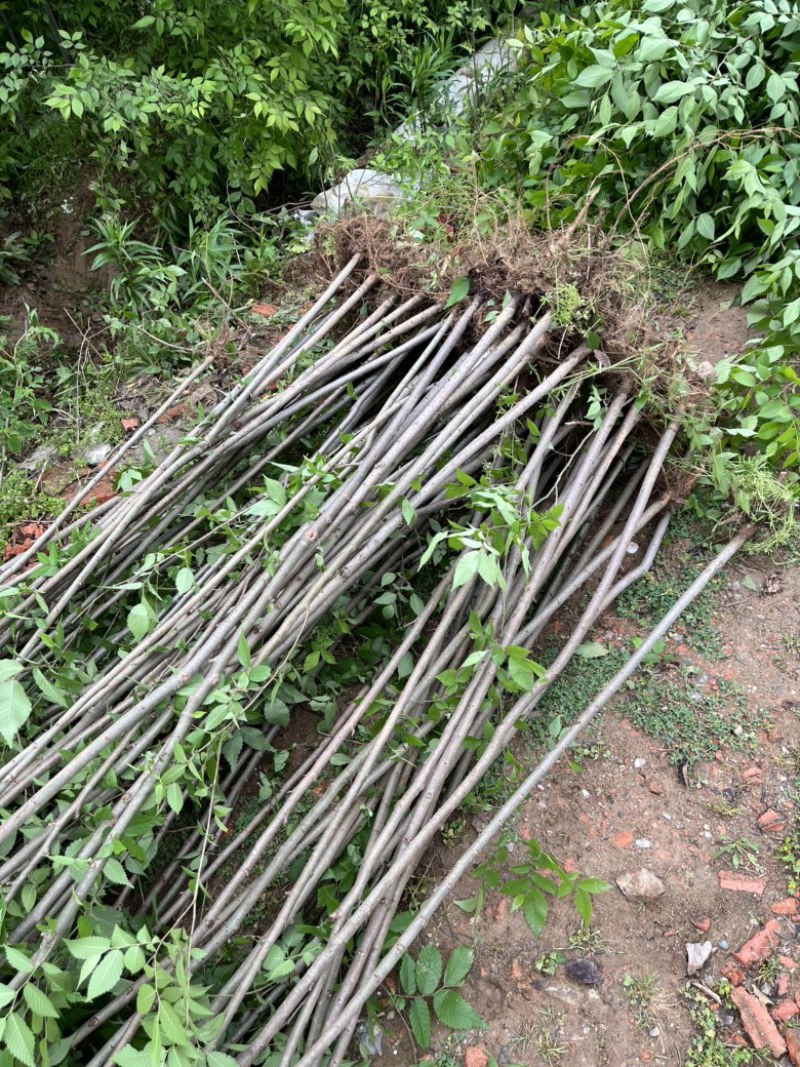 榉树苗，1-3年生榉树小苗，各规格榉树小苗，全国发货