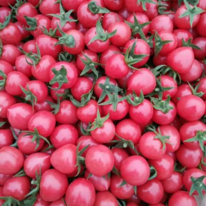 优质高产抗病贝贝西红柿苗