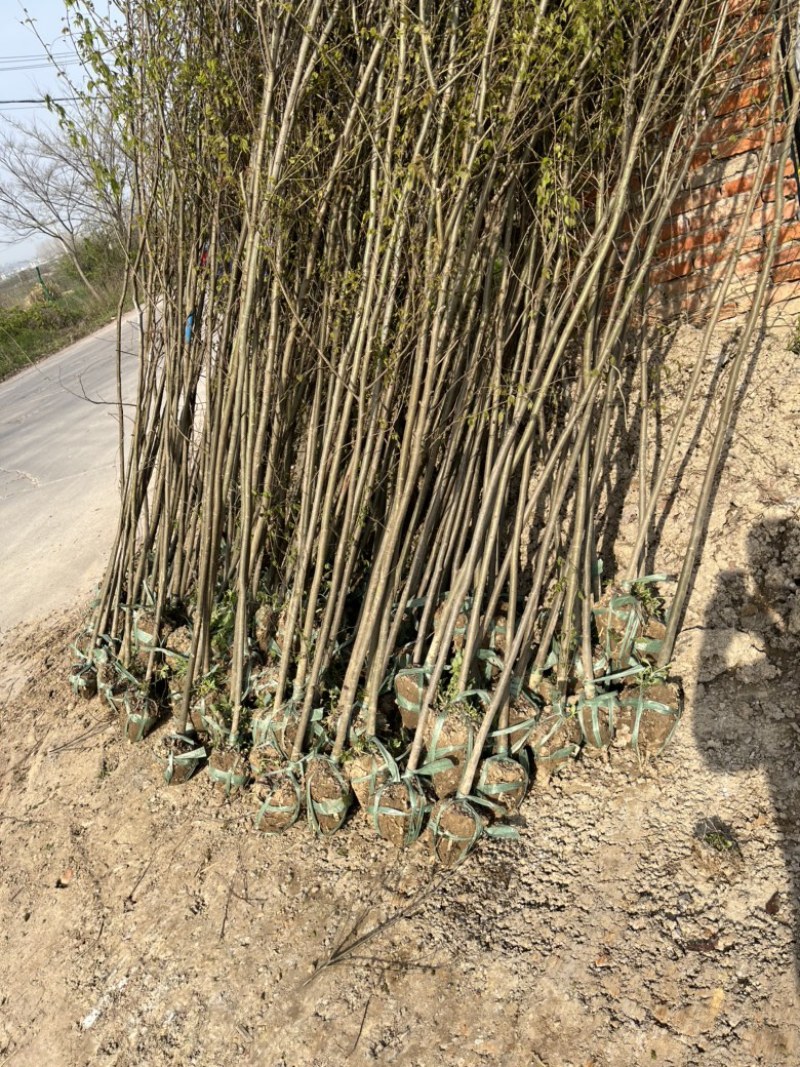 榉树苗，1-3年生榉树小苗，各规格榉树小苗，全国发货