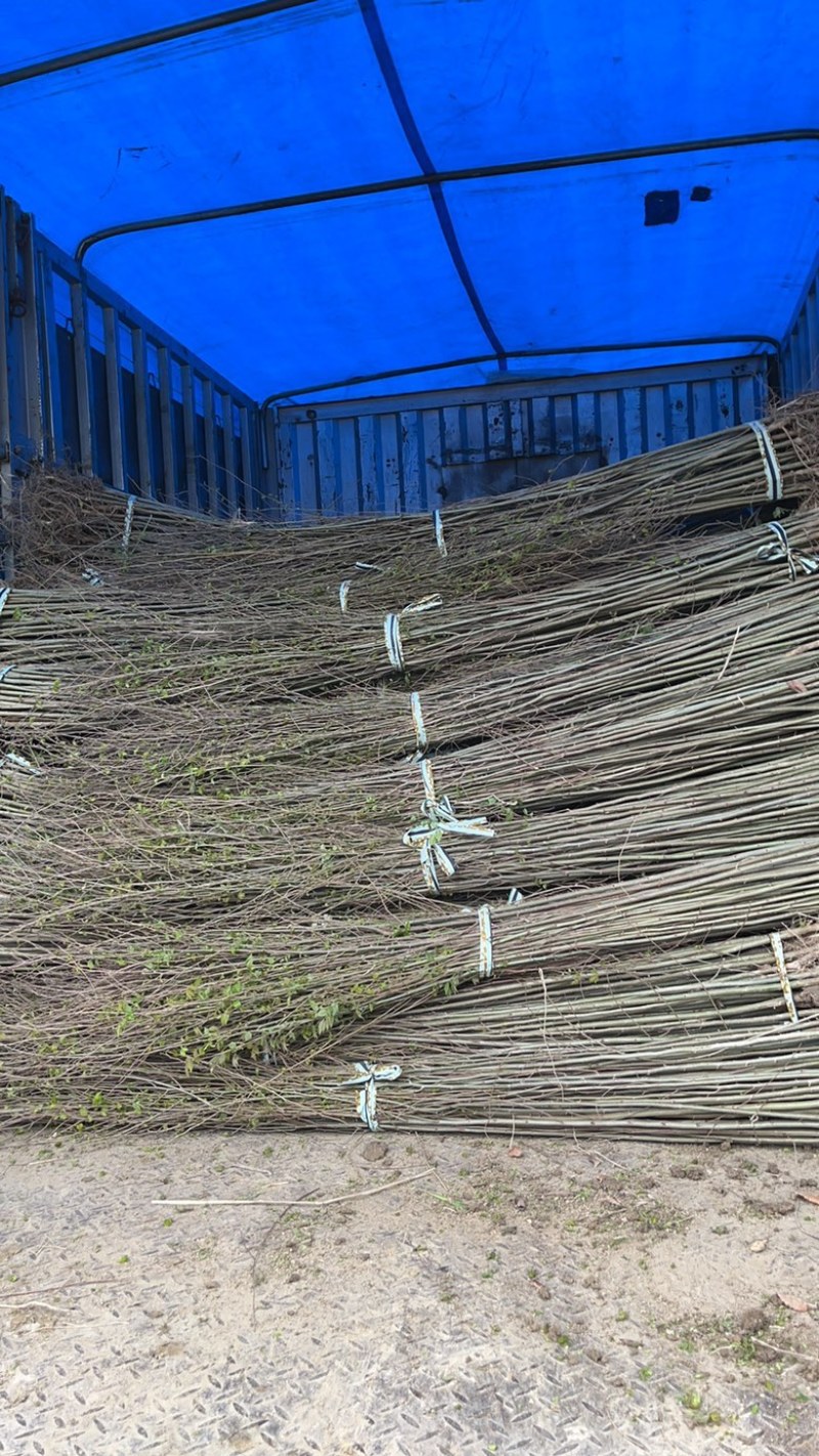 榉树苗，1-3年生榉树小苗，各规格榉树小苗，全国发货