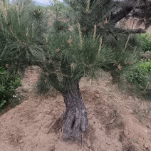 黑松造型树迎客松松树苗松树树苗黑松苗黑松树苗