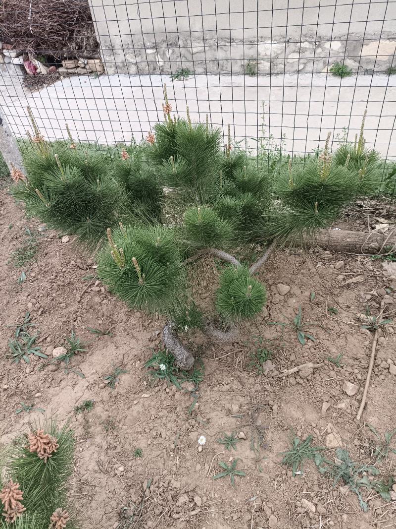 黑松造型树迎客松松树苗松树树苗黑松苗黑松树苗