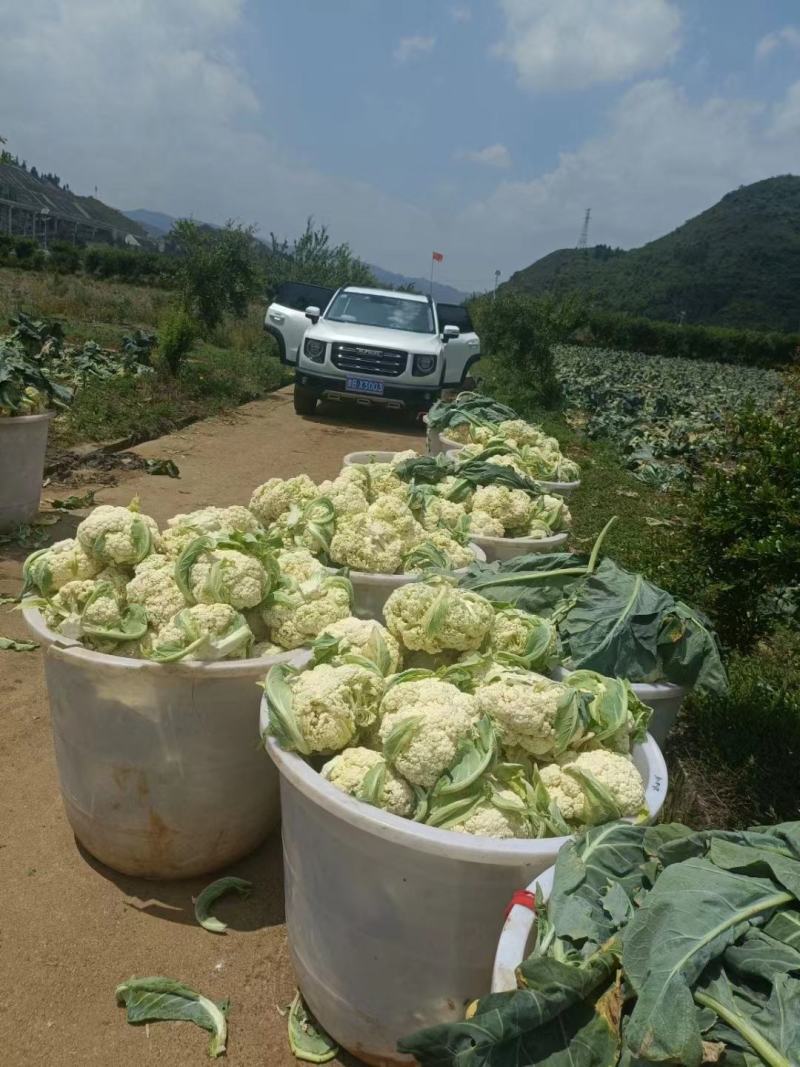 松花菜大量供应、产地直销、质量保证、支持各种包装