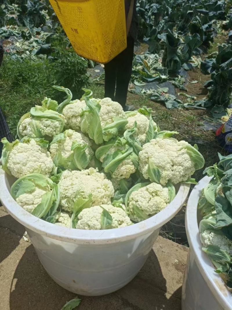 松花菜大量供应、产地直销、质量保证、支持各种包装