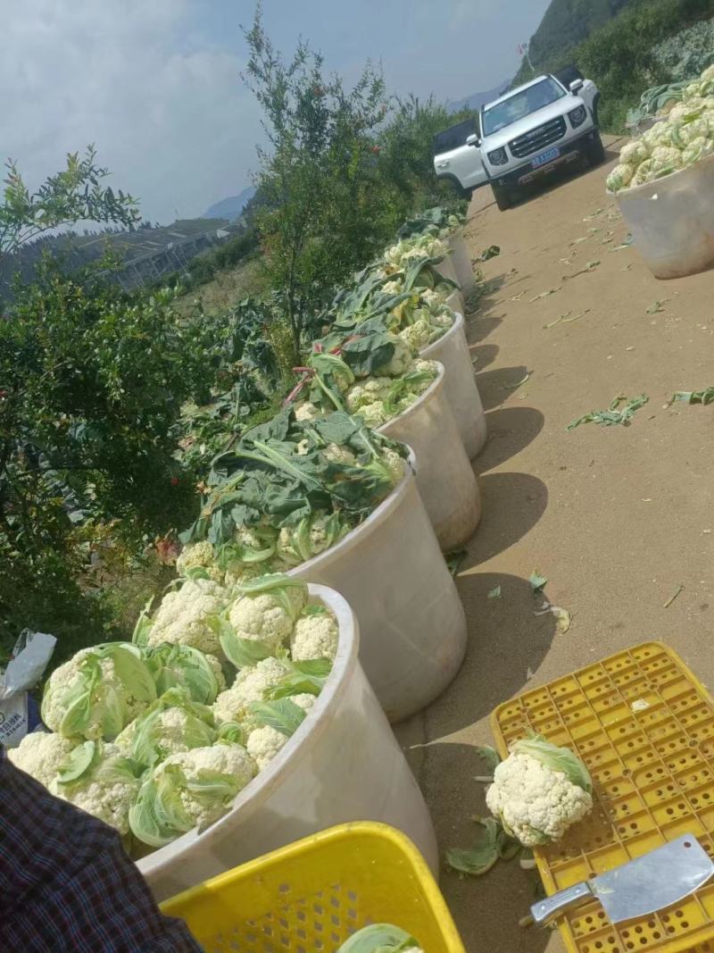 松花菜大量供应、产地直销、质量保证、支持各种包装