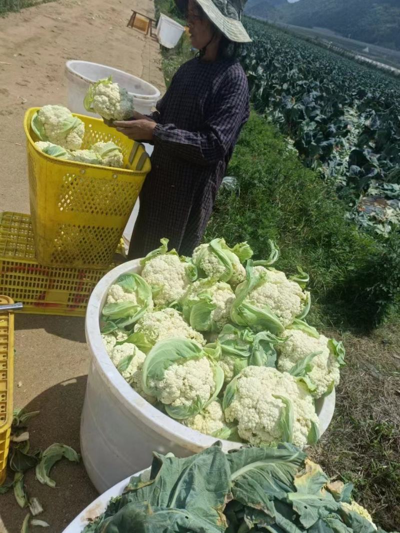 松花菜大量供应、产地直销、质量保证、支持各种包装