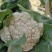 松花菜大量供应、产地直销、质量保证、支持各种包装