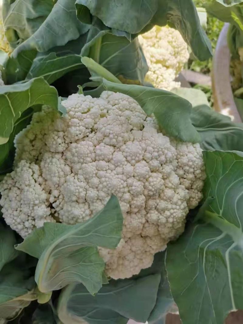 松花菜大量供应、产地直销、质量保证、支持各种包装