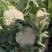 松花菜大量供应、产地直销、质量保证、支持各种包装