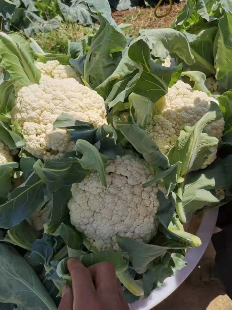 松花菜大量供应、产地直销、质量保证、支持各种包装