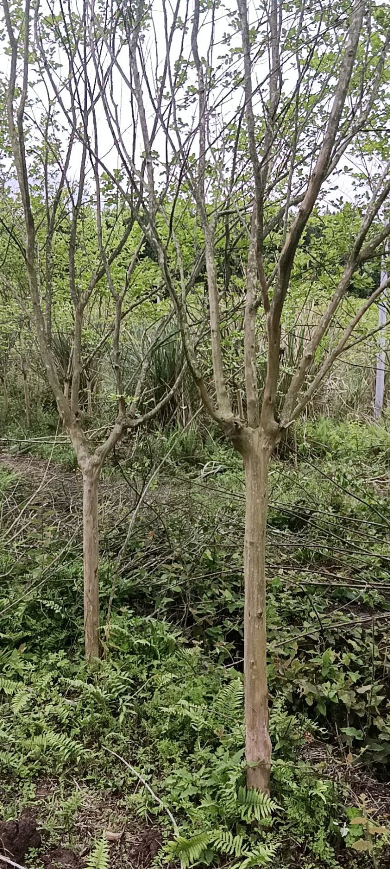 紫薇