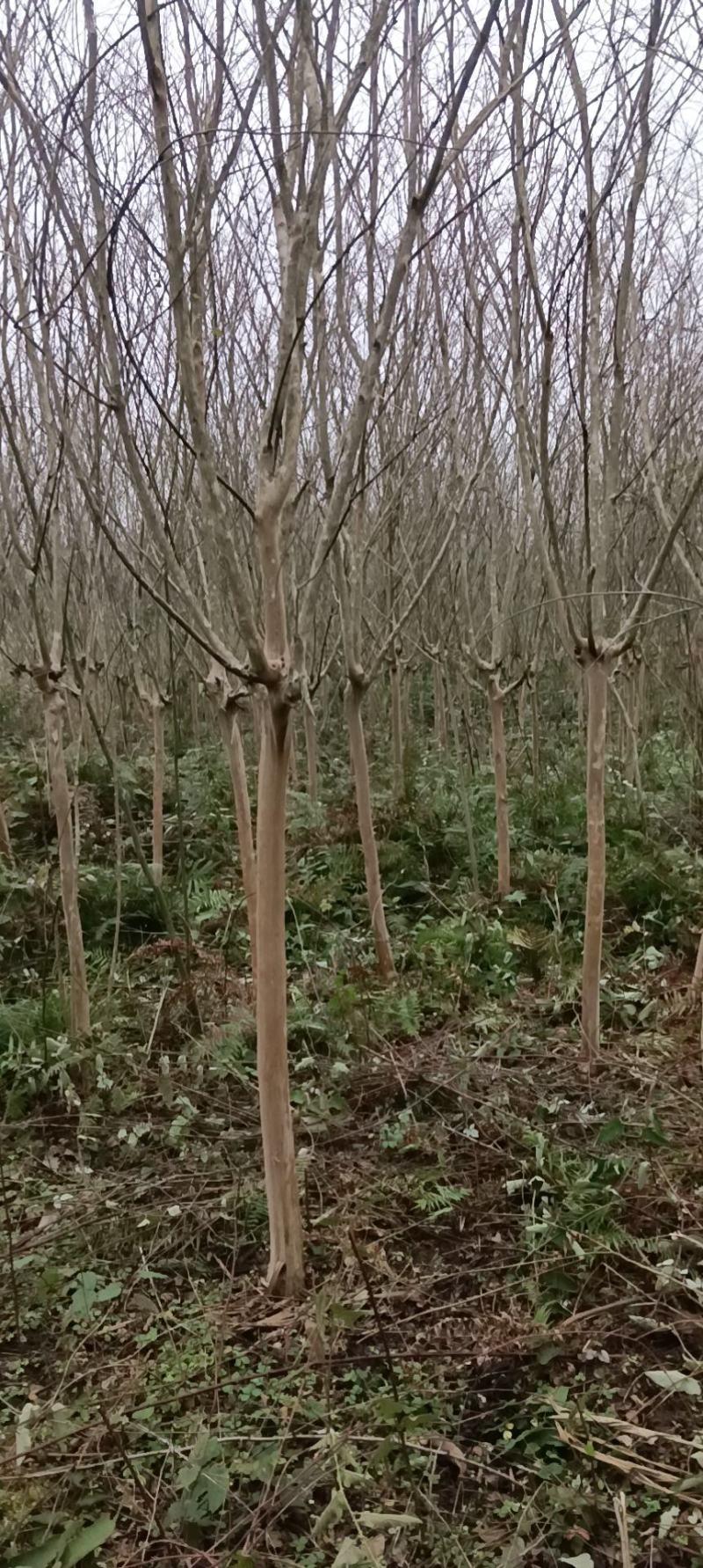 紫薇
