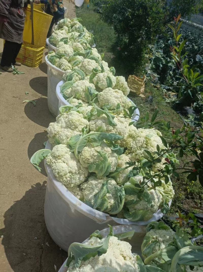 松花菜大量供应、产地直销、质量保证、支持各种包装