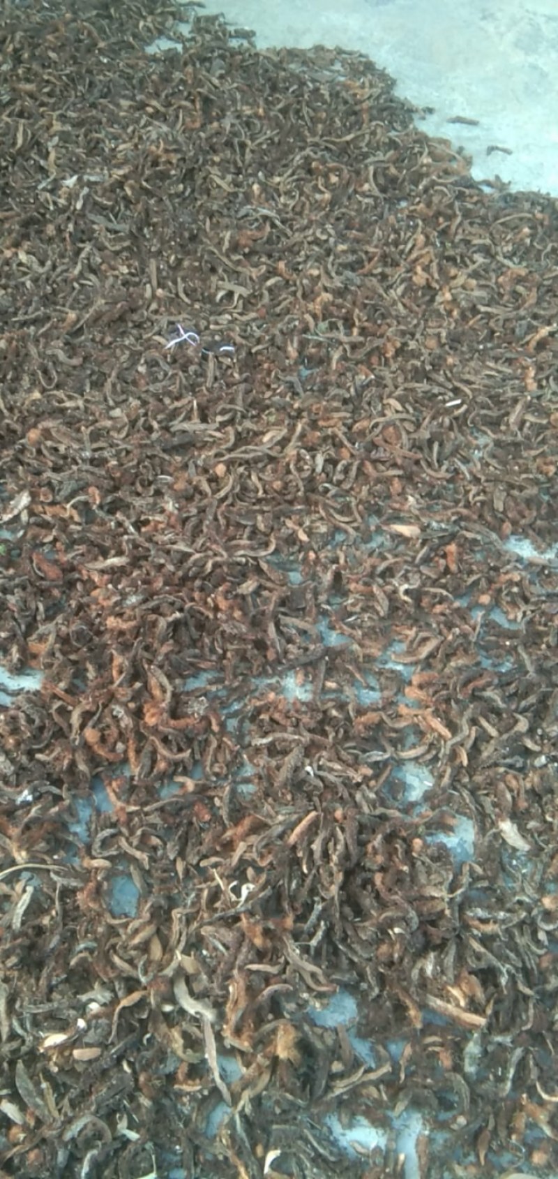 骨碎补，带毛纯野生