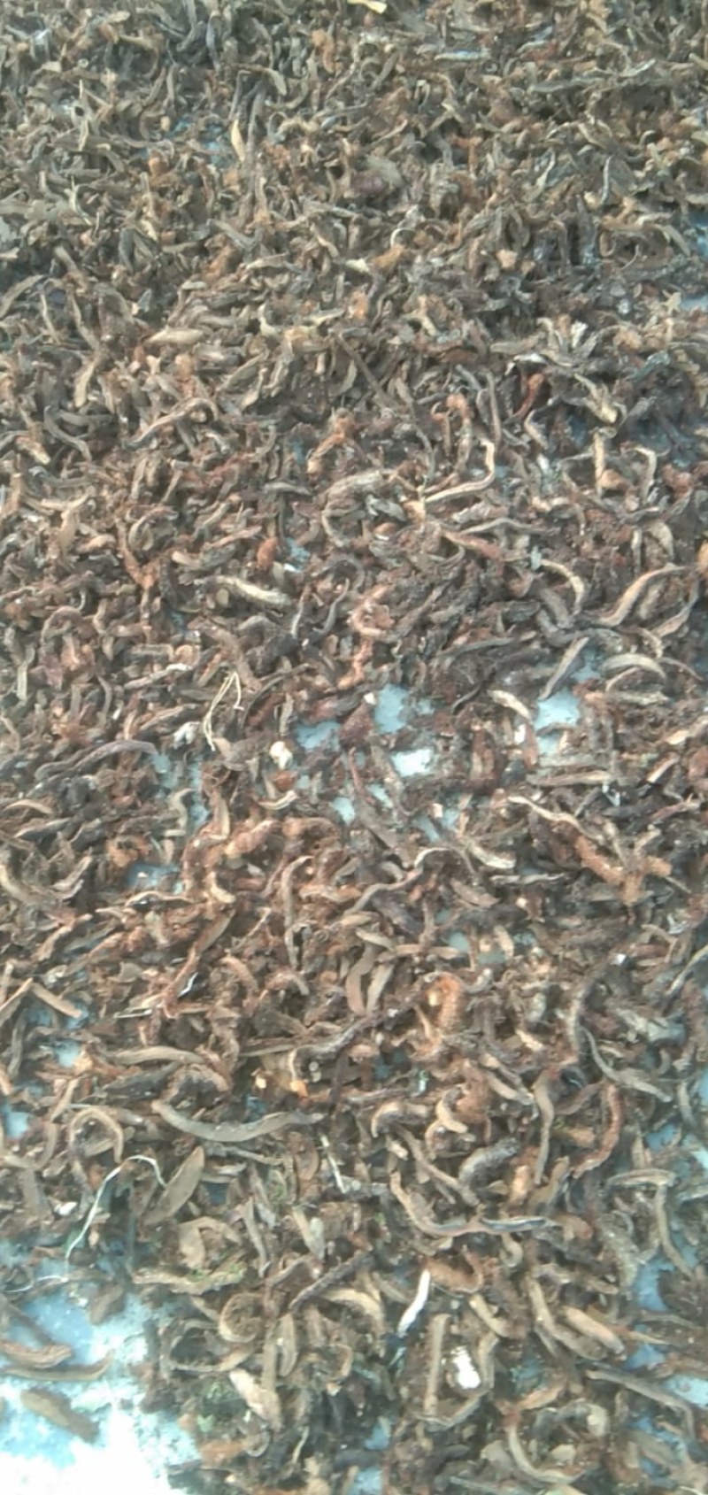 骨碎补，带毛纯野生