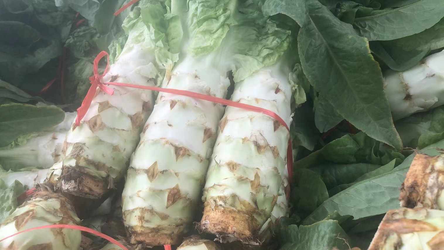青皮莴笋与白皮莴笋对比图