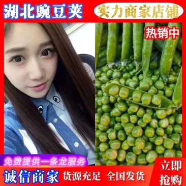 湖北豌豆荚青豌豆上市颗粒饱满供应批发市场社区团购