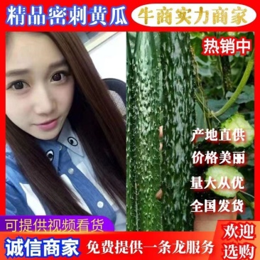 精品黄瓜供应长条密刺黄瓜绿肉绿皮质量好