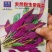 紫背菜种子天葵血皮菜红凤菜四川特色观音菜蔬菜
