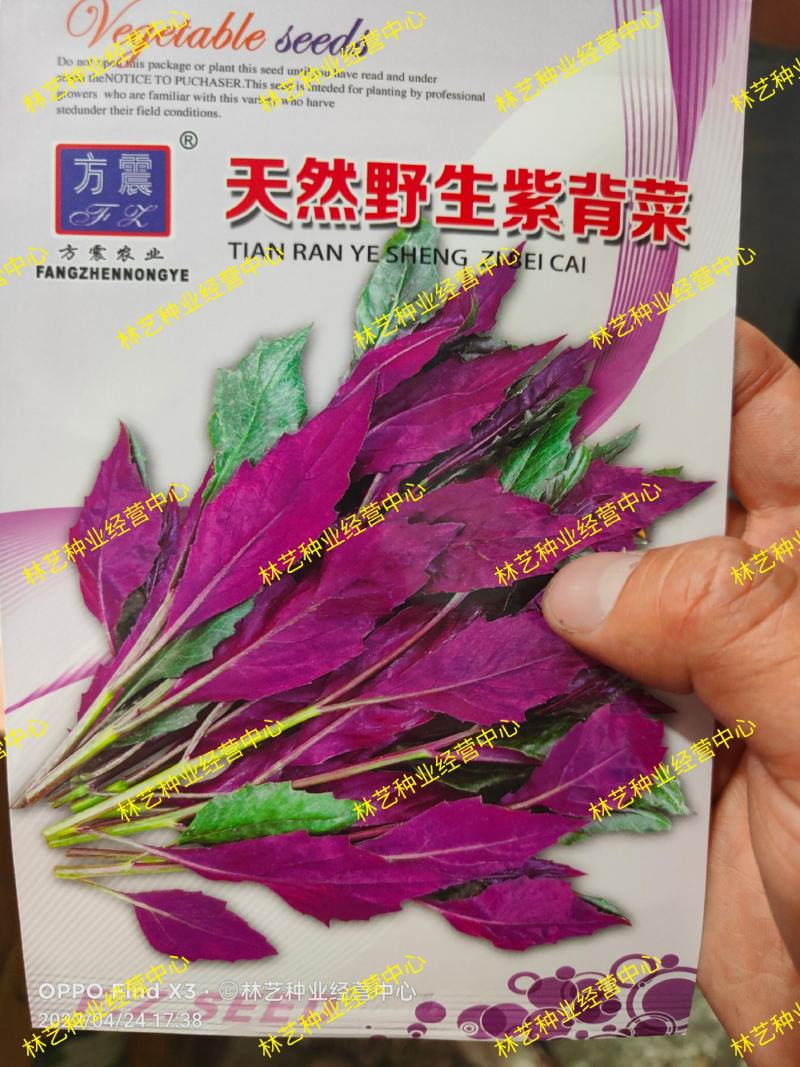 紫背菜种子天葵血皮菜红凤菜四川特色观音菜蔬菜