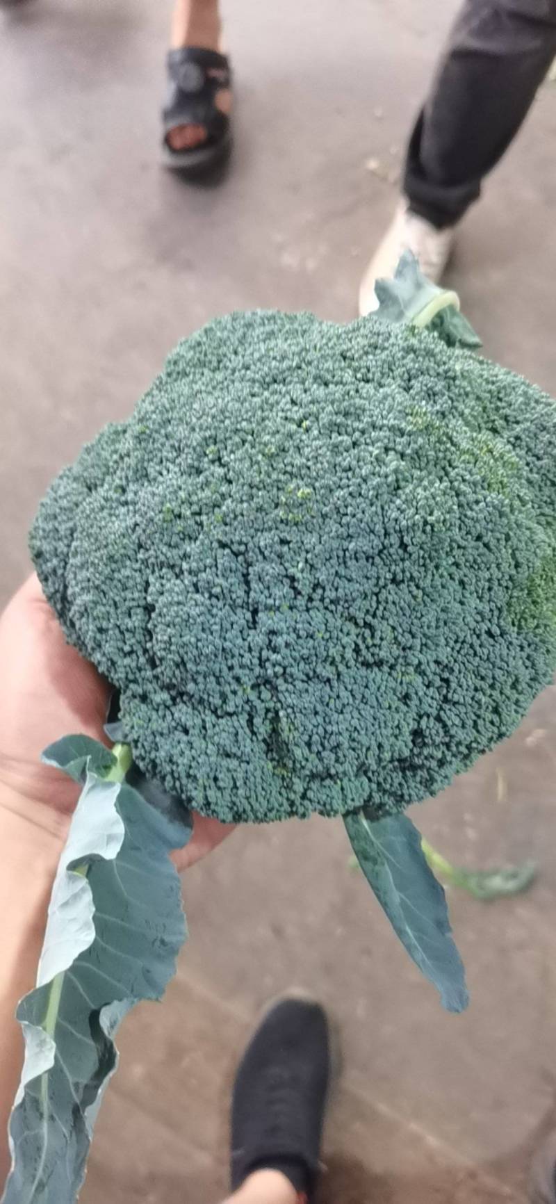 精品西兰花