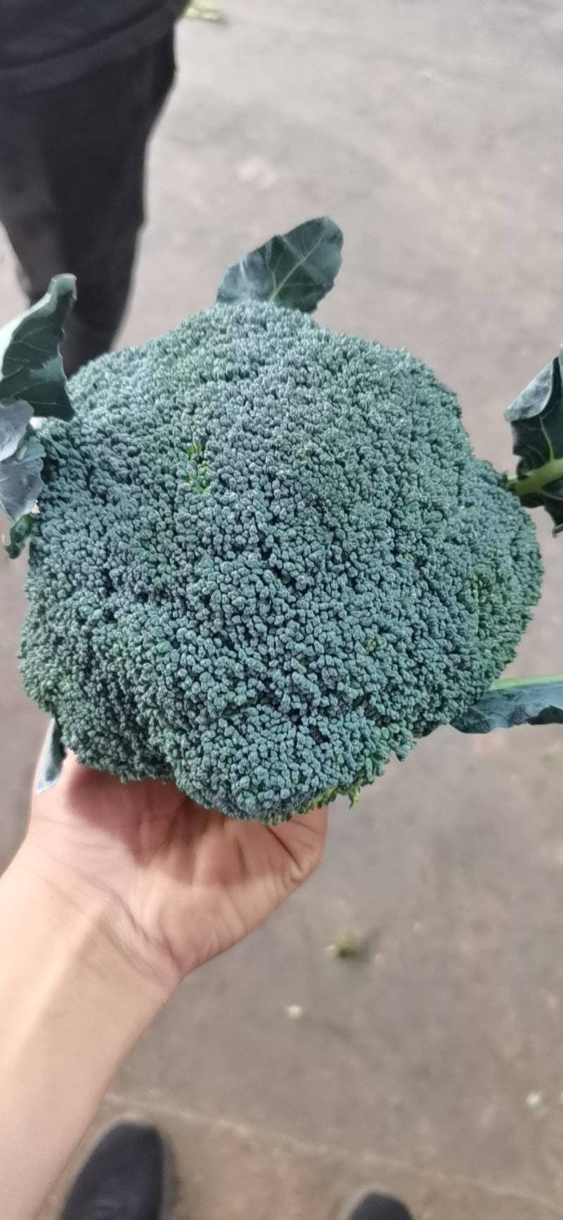精品西兰花