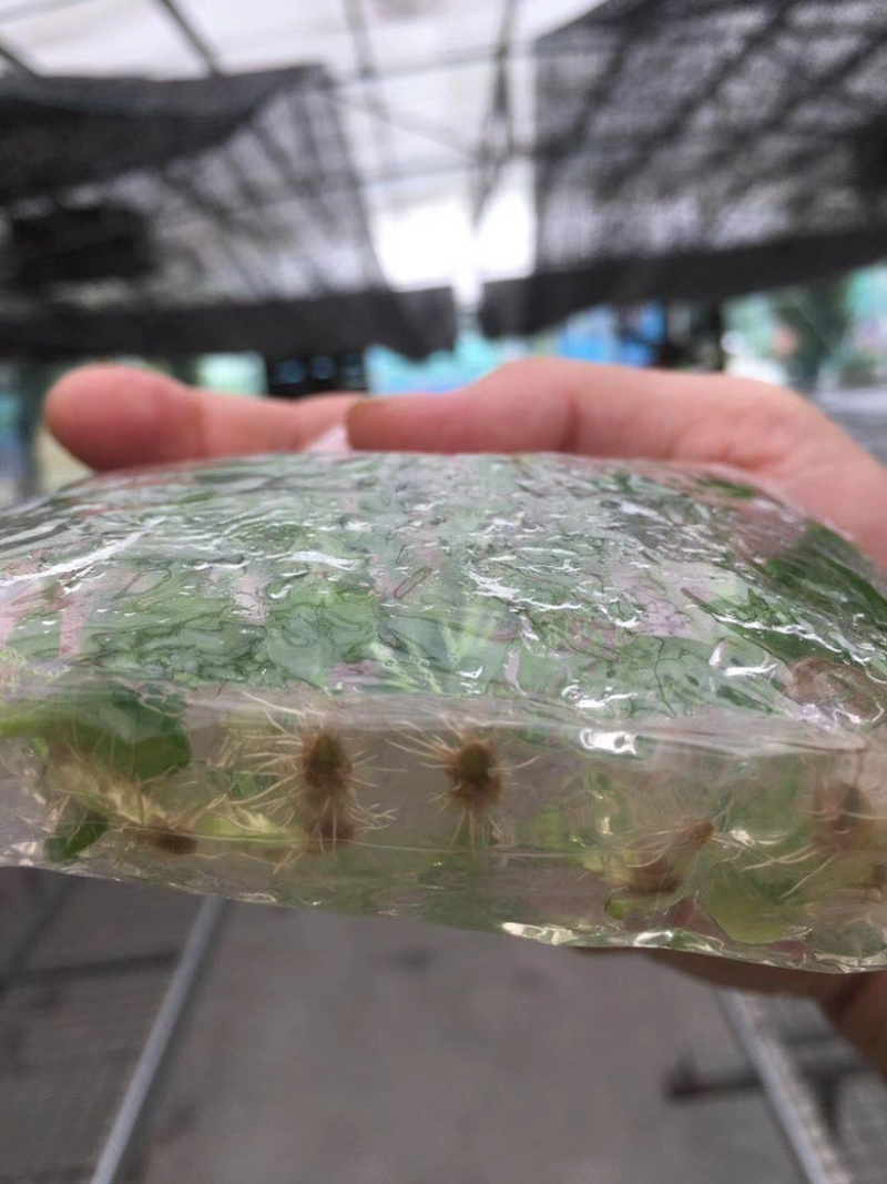 广藿香组培苗，袋苗，芽苗，大棚育芽，中草药