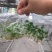 广藿香组培苗，袋苗，芽苗，大棚育芽，中草药