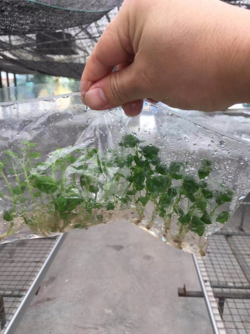 广藿香组培苗，袋苗，芽苗，大棚育芽，中草药