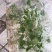 广藿香组培苗，袋苗，芽苗，大棚育芽，中草药