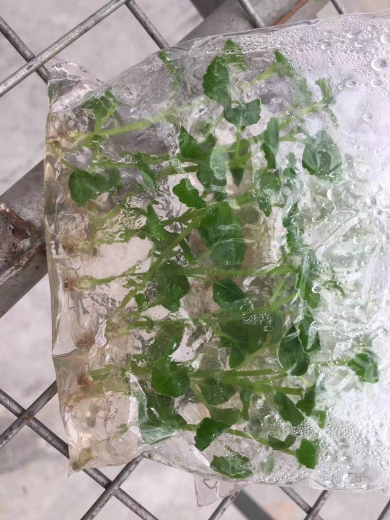 广藿香组培苗，袋苗，芽苗，大棚育芽，中草药