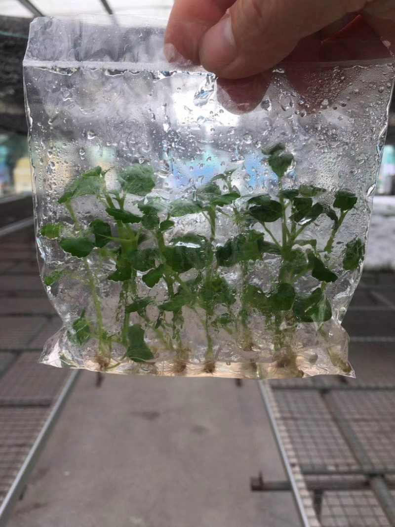 广藿香组培苗，袋苗，芽苗，大棚育芽，中草药